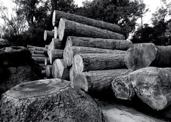 Legno-arredo, strade alternative alla Russia