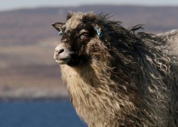 Isole scozzesi, protagonista la lana più bella del mondo