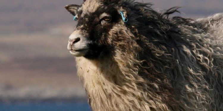 Isole scozzesi, protagonista la lana più bella del mondo