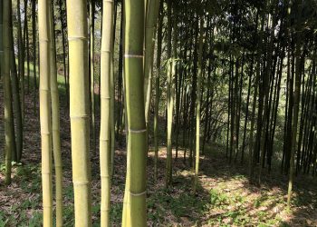 Le foreste di bambù  si fanno largo in Italia