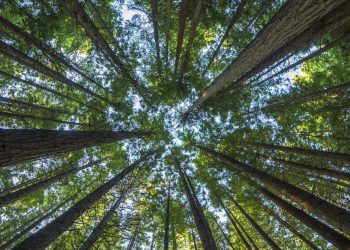 Giorgetti pianta i primi 300 alberi a Meda
