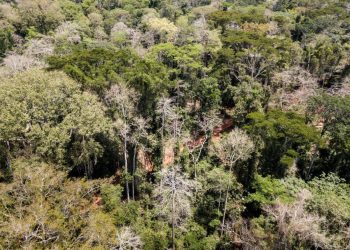 Le foreste Alpi in Camerun ottengono la certificazione FSC