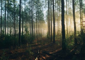 Filiera del legno e dell’arredo in allerta sugli effetti del nuovo regolamento UE