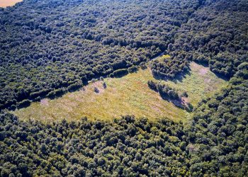 Porada, 8mila nuove piante in Borgogna