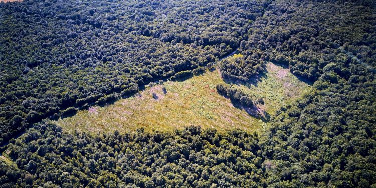 Porada, 8mila nuove piante in Borgogna