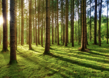 Tra EPR e EUDR, il 2025 è l’anno cruciale per l’ecodesign