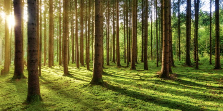 Tra EPR e EUDR, il 2025 è l’anno cruciale per l’ecodesign